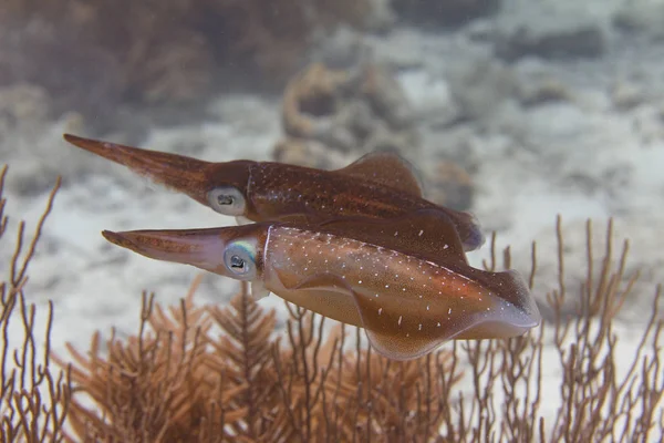 Calamari della barriera caraibica — Foto Stock