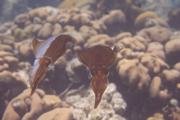 Caribbean Reef Squid — Stock Photo, Image