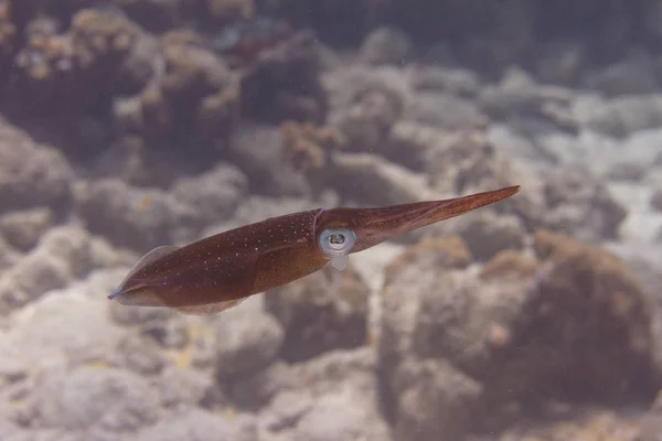 Caribbean Reef Squid — Stock Photo, Image