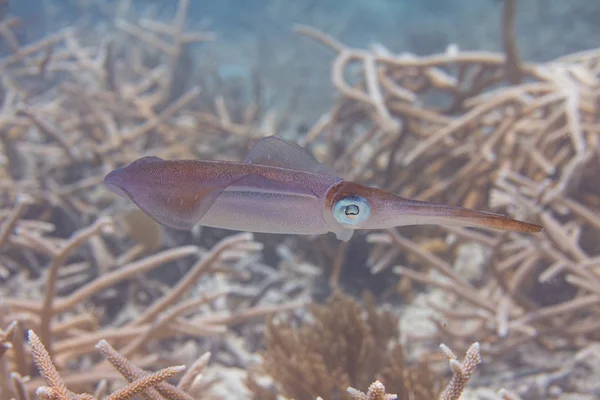 Karibským korálovým chobotnice — Stock fotografie