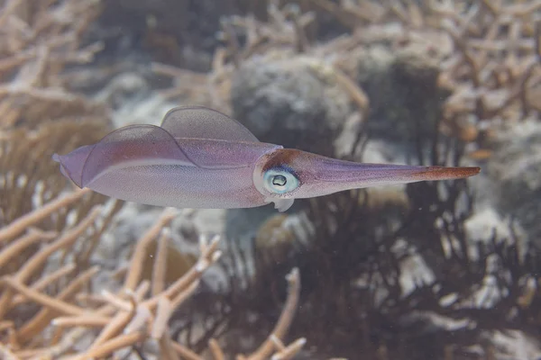 Calamari della barriera caraibica — Foto Stock