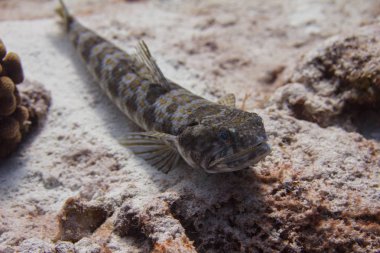 Sand Diver Lizardfish clipart