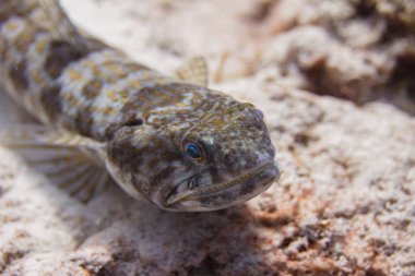 Kum Dalgıç Kertenkele Balığı