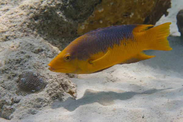 Spanischer Schweinefisch — Stockfoto