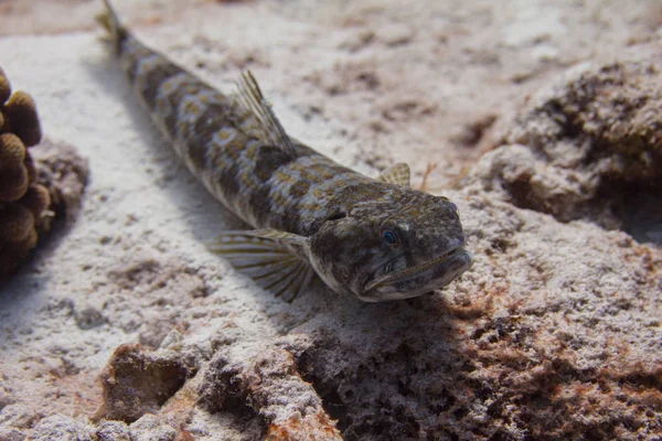 Kum Dalgıç Kertenkele Balığı