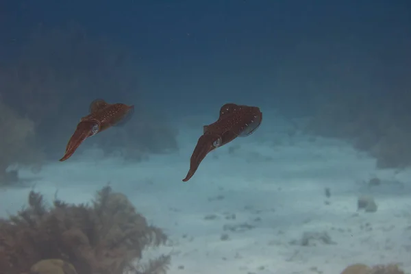 카리브 해 암초 오징어 — 스톡 사진