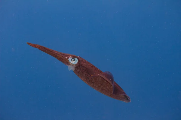 Caribbean Reef Squid — Stock Photo, Image