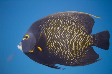 Fransız angelfish