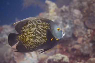 Fransız angelfish