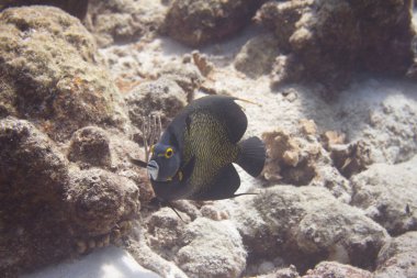 Fransız angelfish