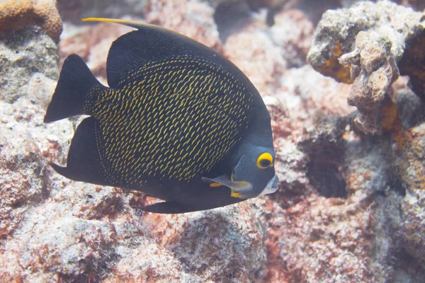 Fransız angelfish