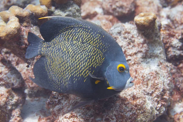 Fransız angelfish