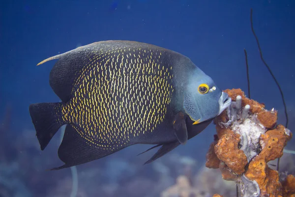 Fransız angelfish