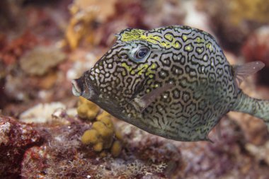 petek cowfish