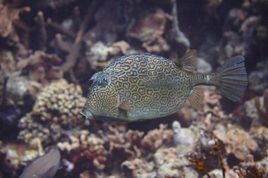 petek cowfish