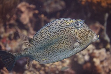 petek cowfish