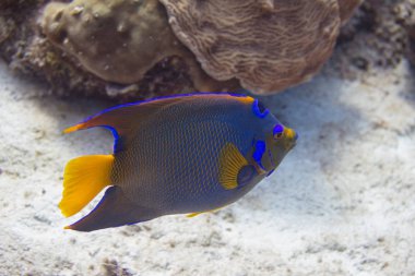 Kraliçe angelfish