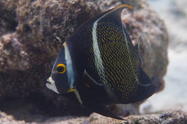 Juvenile French Angelfish clipart
