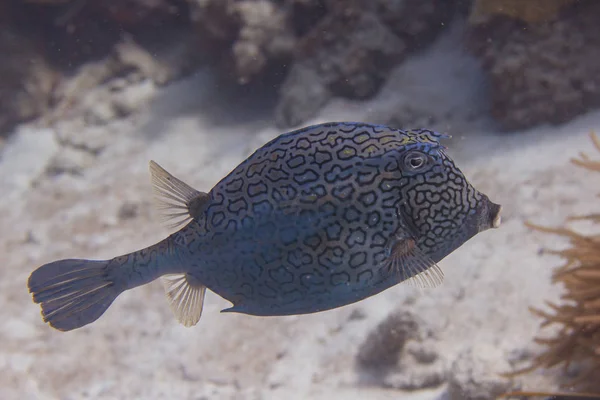 Honeycomb cowfish — Stockfoto