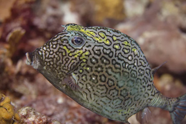 Cowfish κηρήθρα — Φωτογραφία Αρχείου