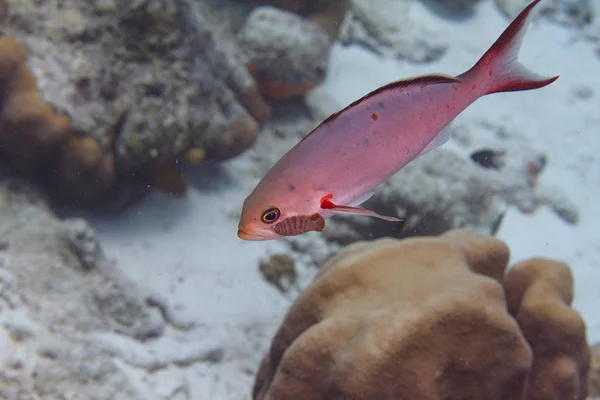 Creolefish con parásito — Foto de Stock