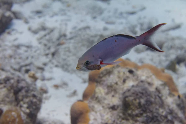 Creolefish con parásito — Foto de Stock