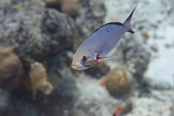 Creolefish con parásito — Foto de Stock