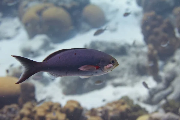 Creolefish con Parassita — Foto Stock