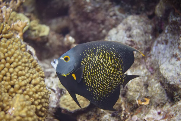 French Angelfish Royalty Free Stock Images