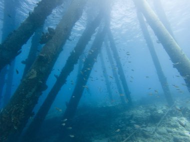 Tuz İskelesi Bonaire