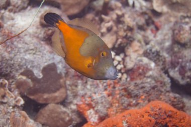 Whitespotted filefish