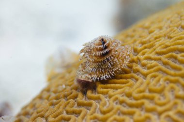 Noel ağacı solucanını