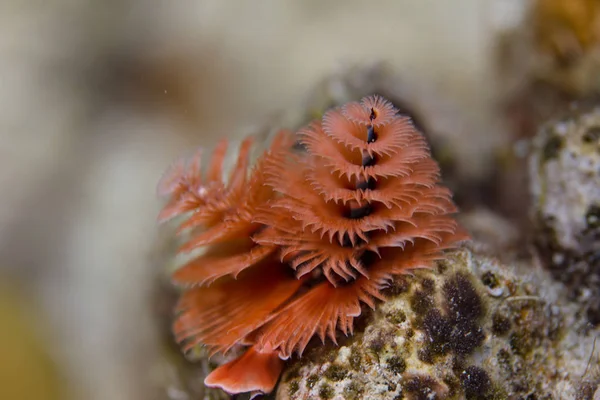 Kerstboom worm — Stockfoto