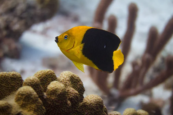 Rock güzellik Angelfish