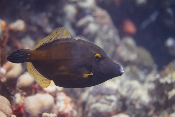 Whitespotted filefish