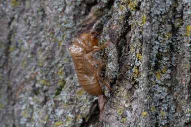 2020 Kuzey Illinois Sub-Brood sırasında (Marlatt 'ın XIII.)