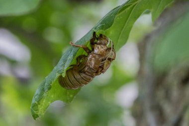 2020 Kuzey Illinois Sub-Brood sırasında (Marlatt 'ın 13.)