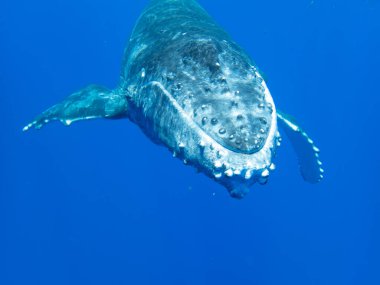 Fransız Polinezyası 'ndaki Moorea adasının açıklarında, Tahiti' nin hemen yanında kambur balina yavrusu..