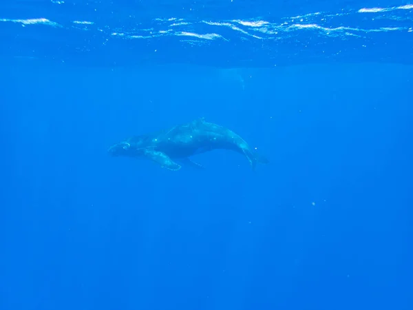 Ternero Ballena Jorobada Bajo Agua Frente Isla Moorea Polinesia Francesa — Foto de Stock