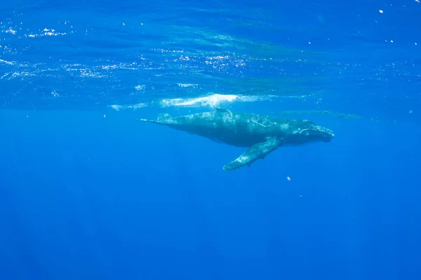 Ternero Ballena Jorobada Bajo Agua Frente Isla Moorea Polinesia Francesa — Foto de Stock