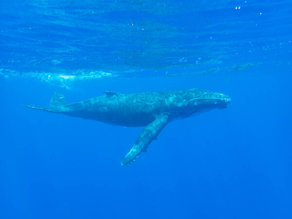 Humpback whale calf underwater off the island of Moorea in French Polynesia, right next to Tahiti.