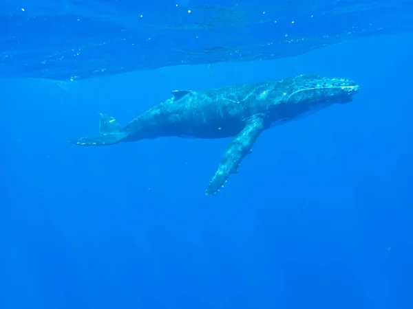 Veau Baleine Bosse Sous Eau Large Moorea Polynésie Française Juste — Photo