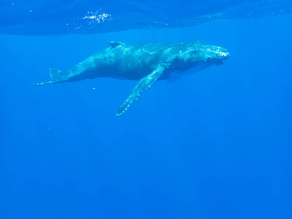 Humpback Whale Calf Underwater Island Moorea French Polynesia Right Next — Stock Photo, Image