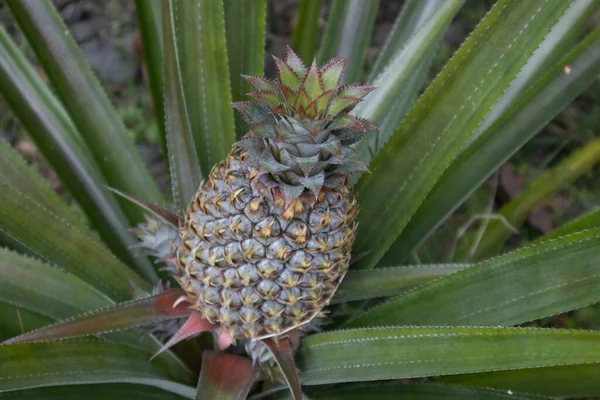 Tahiti 'de ananas meyvesi yetişiyor, Fransız Polinezyası