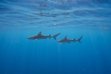 Moorea açıklarındaki göldeki Blacktip resif köpekbalıkları, Tahiti 'nin yanındaki Fransız Polinezyası