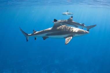 Moorea açıklarındaki göldeki Blacktip resif köpekbalıkları, Tahiti 'nin yanındaki Fransız Polinezyası
