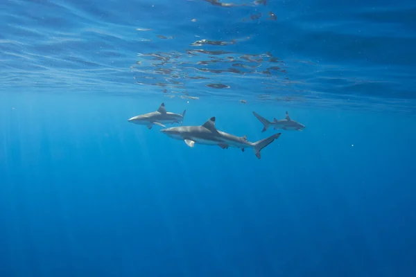 Moorea açıklarındaki göldeki Blacktip resif köpekbalıkları, Tahiti 'nin yanındaki Fransız Polinezyası