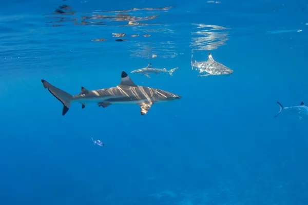 Squali Della Barriera Corallina Nella Laguna Largo Moorea Polinesia Francese — Foto Stock