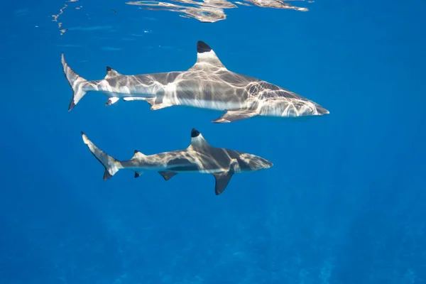 Tiburones Arrecife Punta Negra Laguna Moorea Polinesia Francesa Junto Tahití — Foto de Stock