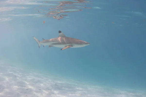 Tiburón Arrecife Punta Negra Laguna Moorea Polinesia Francesa Junto Tahití — Foto de Stock